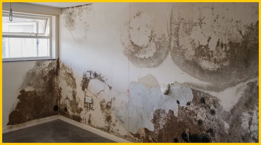 Dampness on Wall Treatment